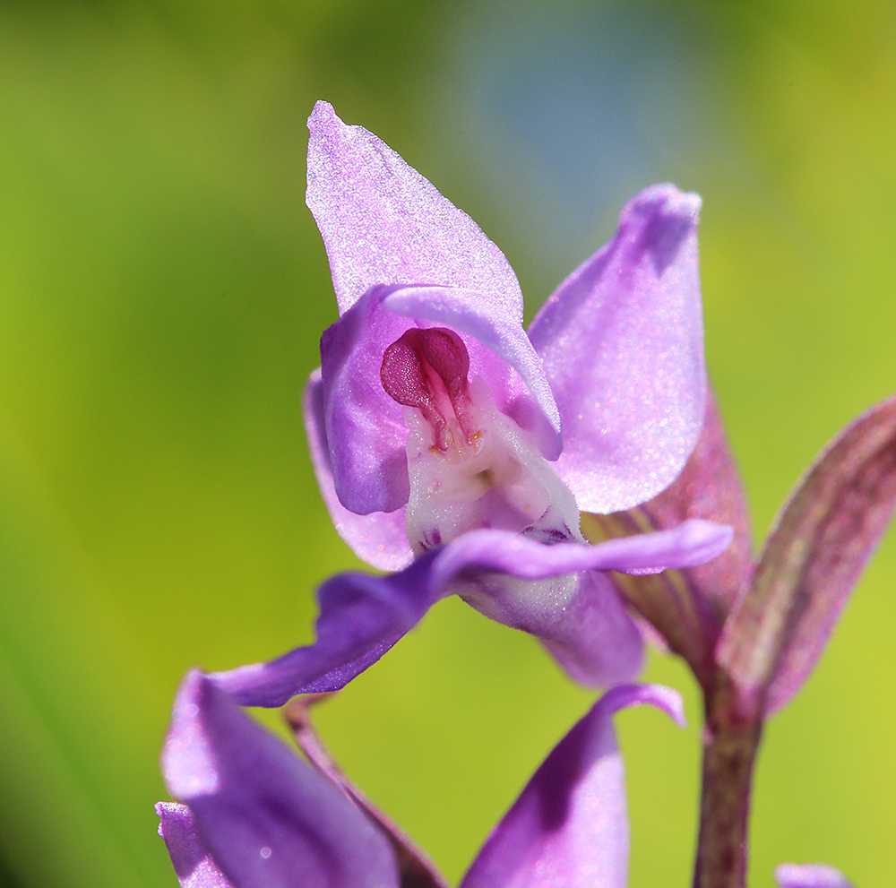 Изображение особи Ponerorchis chusua.