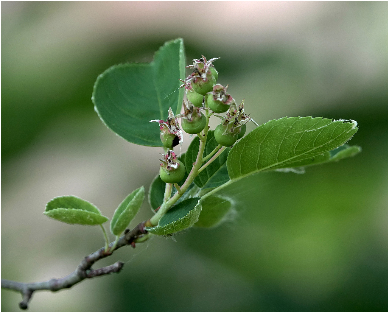 Изображение особи Amelanchier spicata.