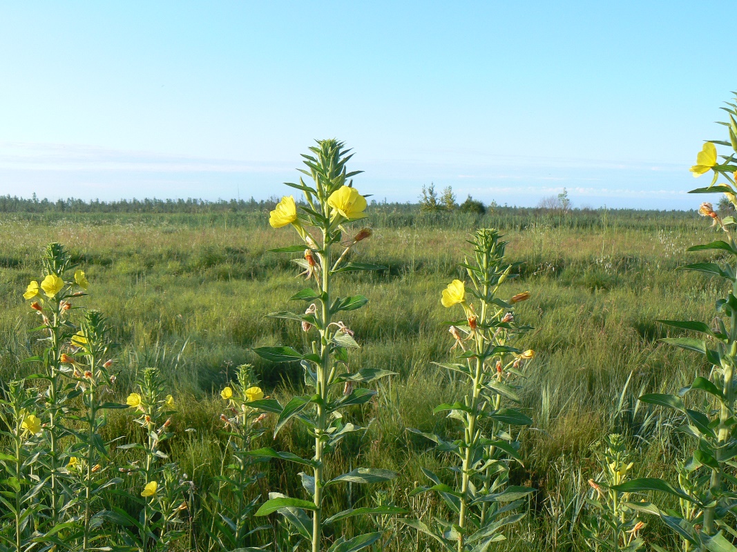 Image of Oenothera villosa specimen.