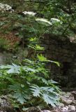 Heracleum sommieri. Цветущее растение. Дагестан, Буйнакский р-н, окр. с. Манасаул, широколиственный лес, берег ручья. 23 июня 2021 г.