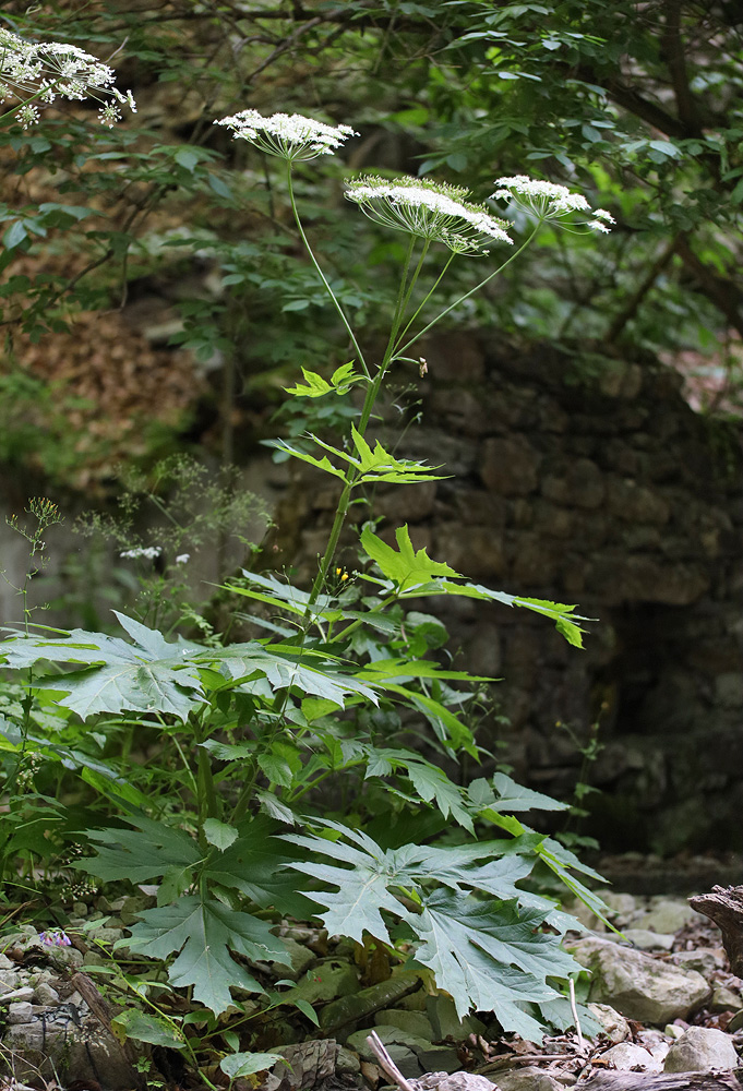 Изображение особи Heracleum sommieri.