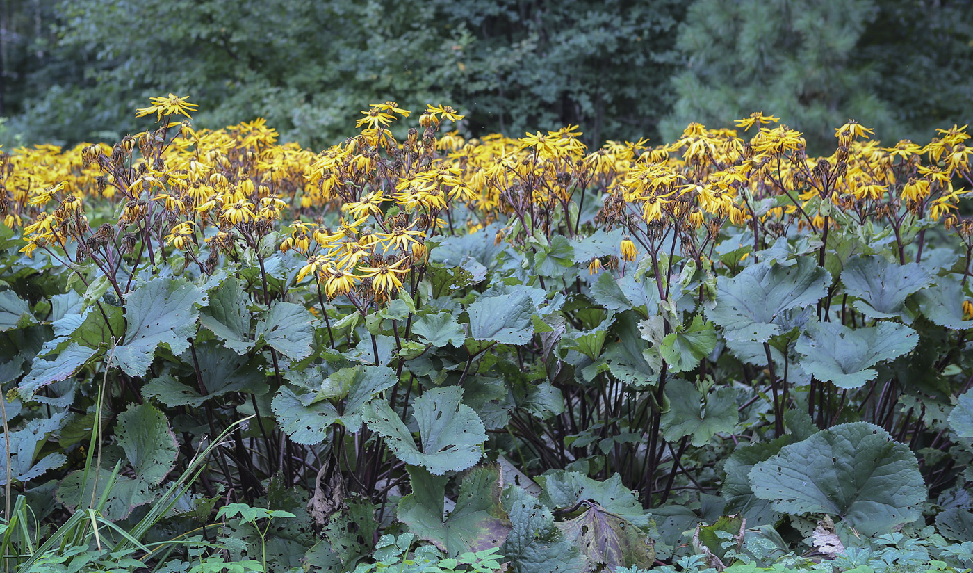 Image of Ligularia dentata specimen.