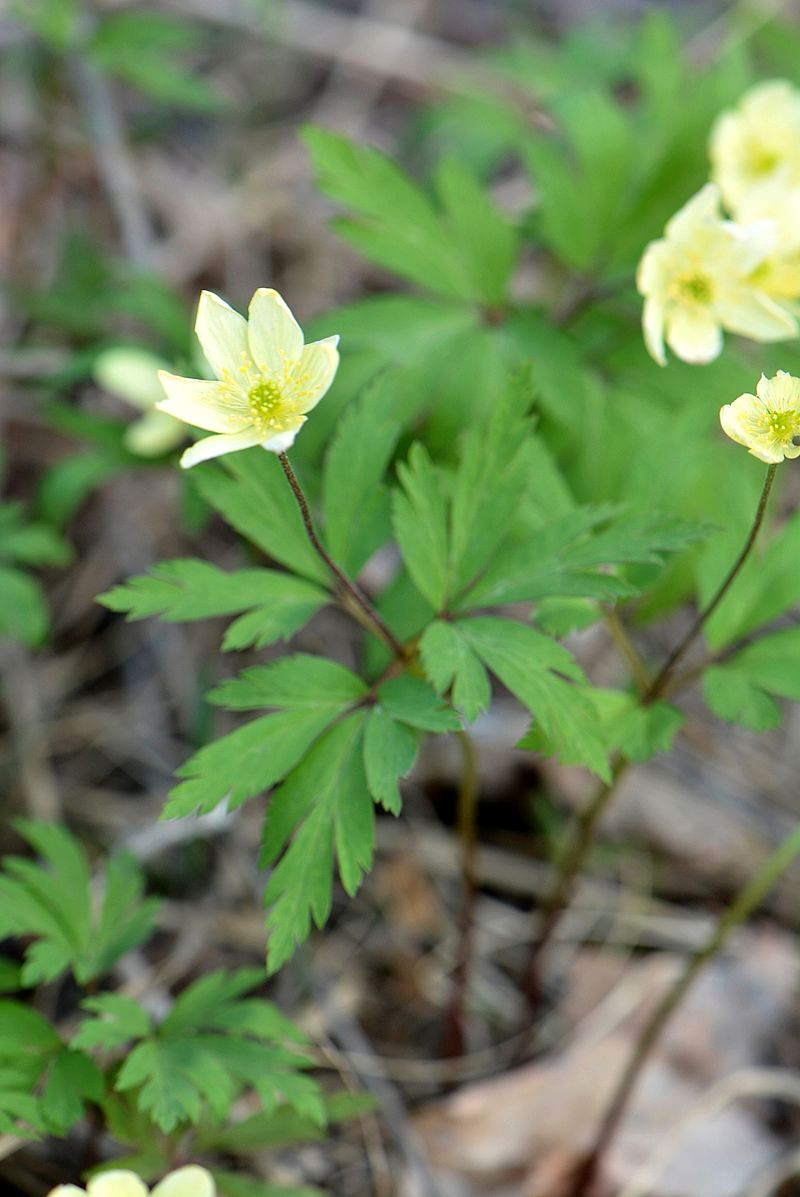 Image of Anemone &times; volgensis specimen.