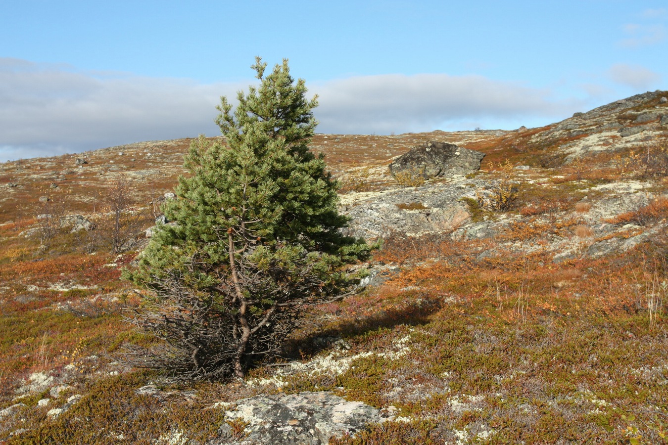 Изображение особи Pinus friesiana.