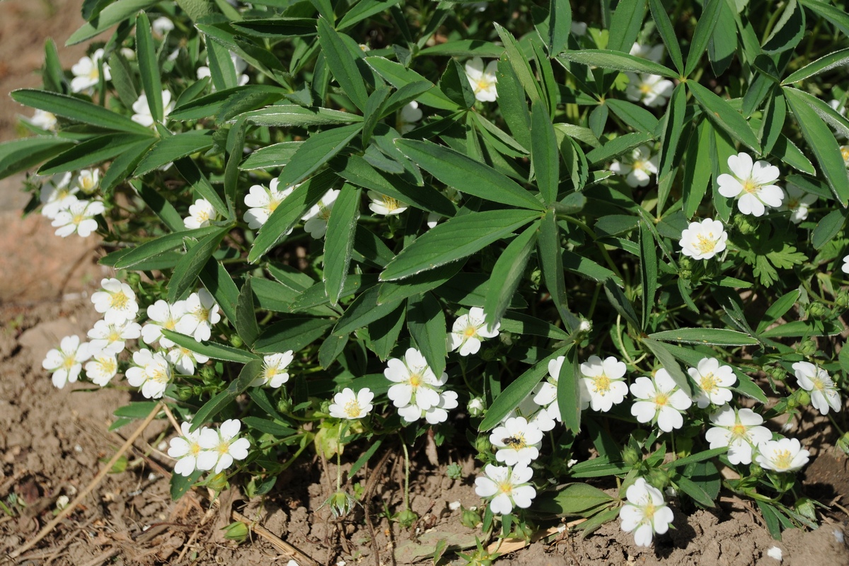 Image of Potentilla alba specimen.