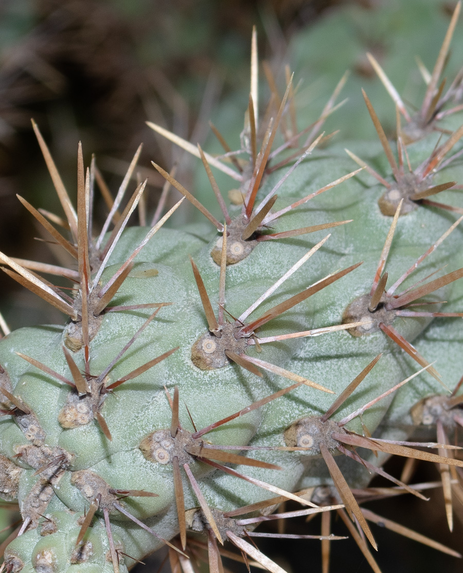 Image of Cylindropuntia cholla specimen.