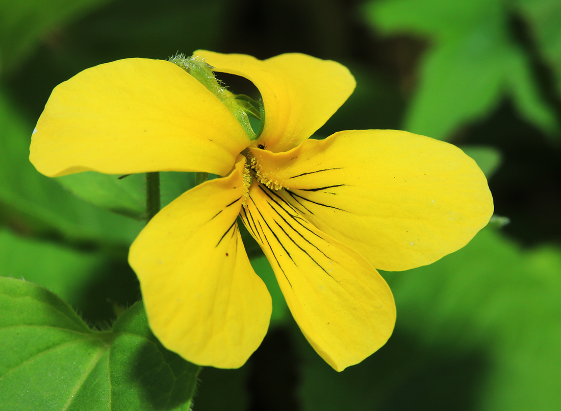 Image of Viola muehldorfii specimen.