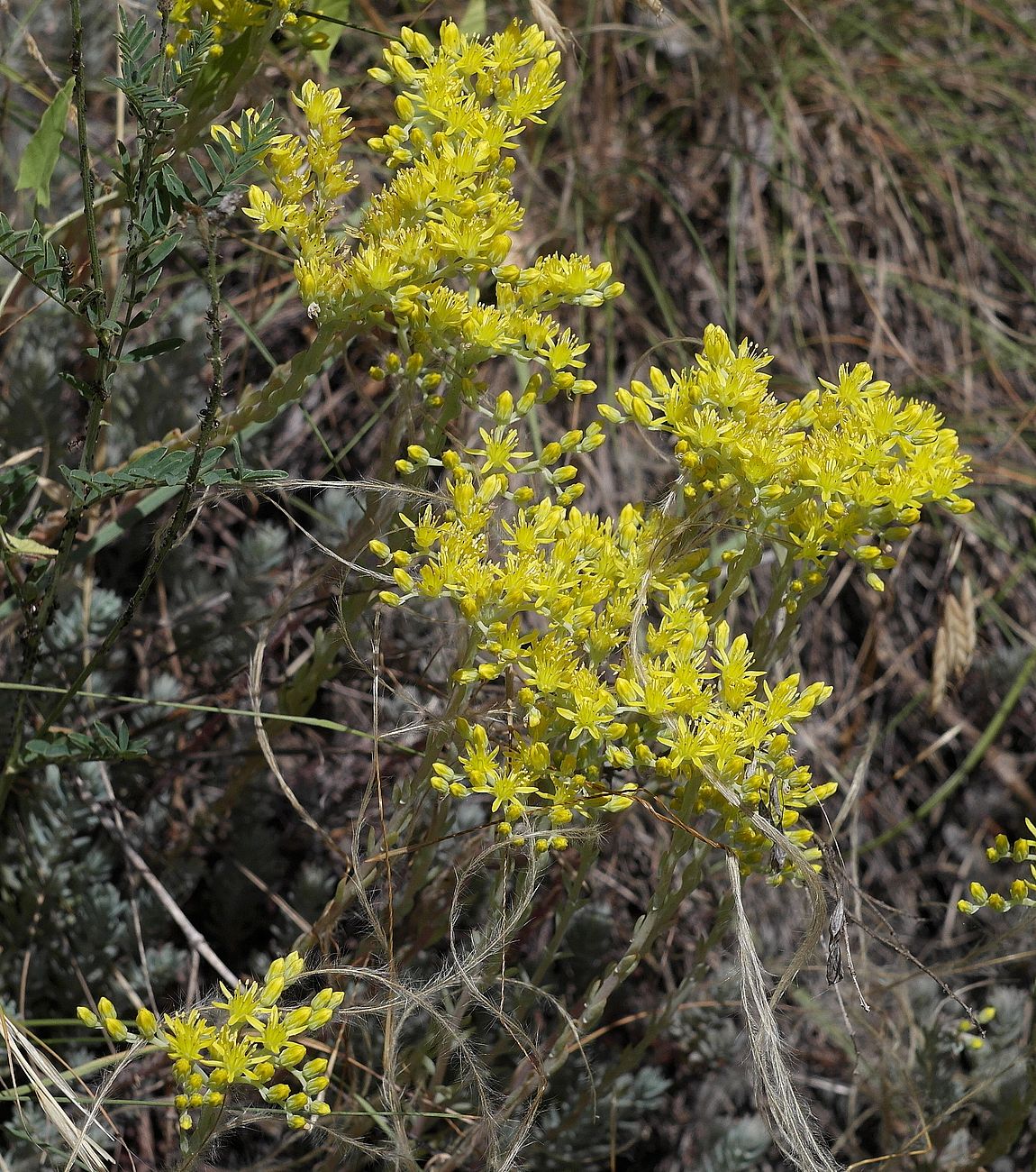 Изображение особи Sedum reflexum.