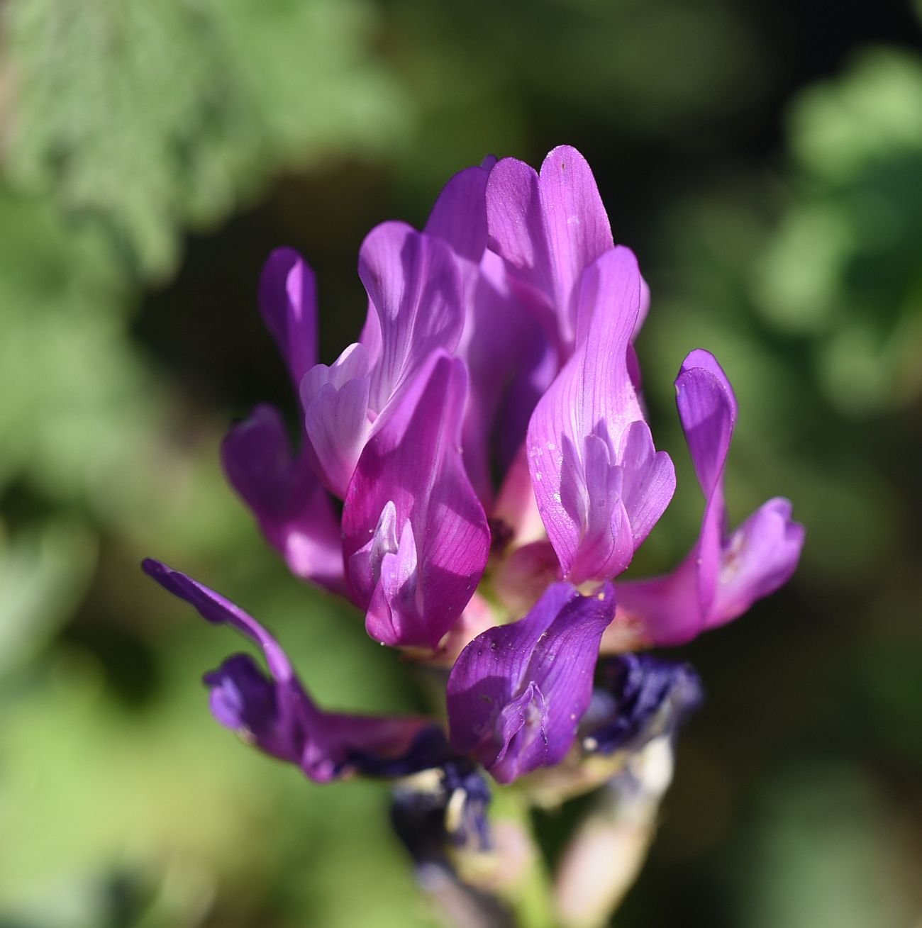 Image of genus Astragalus specimen.