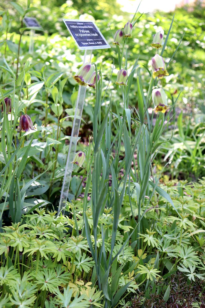 Image of Fritillaria acmopetala specimen.