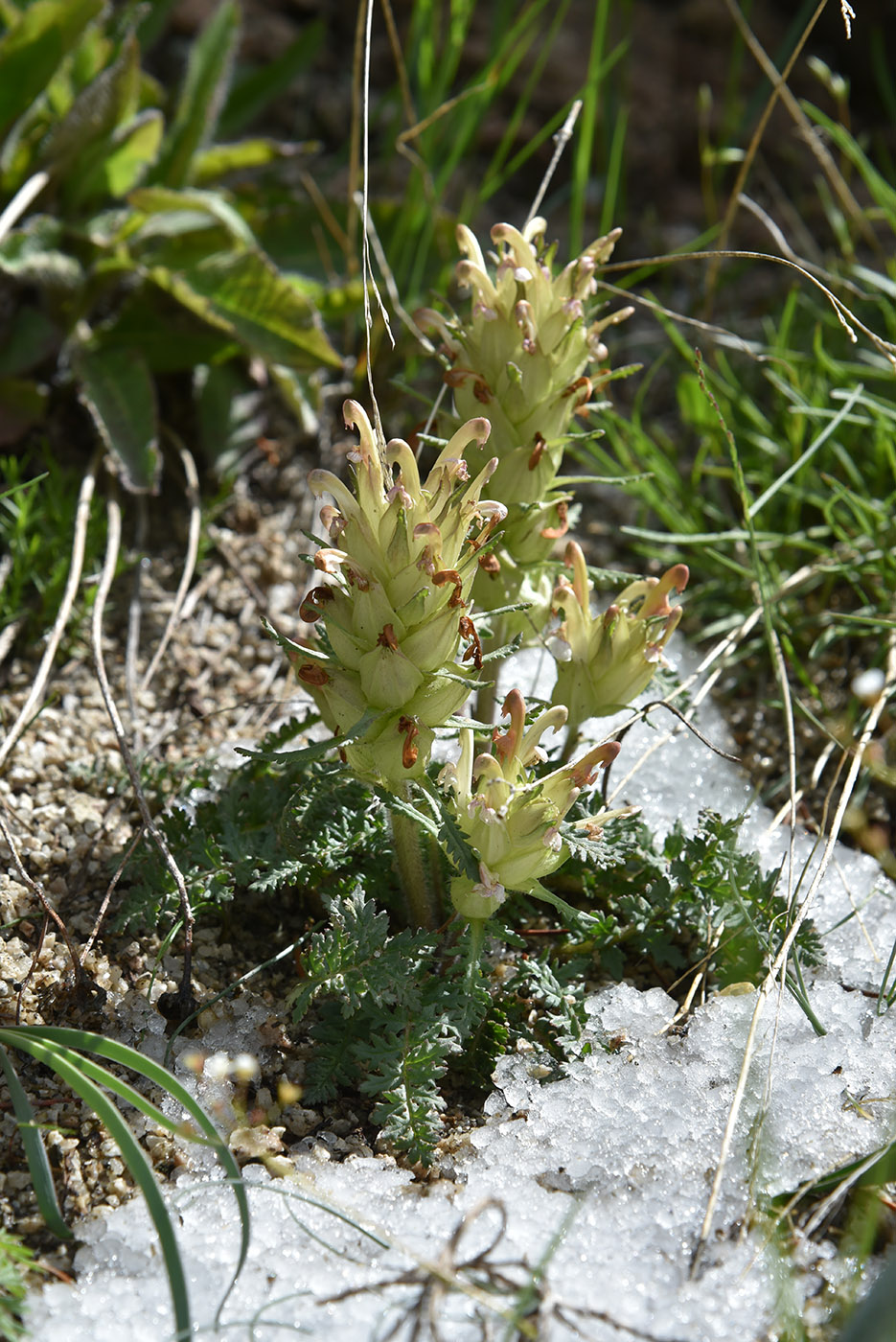 Image of Pedicularis alatauica specimen.