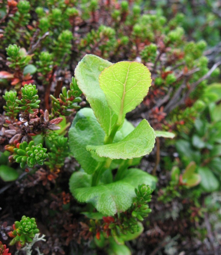 Image of Vaccinium myrtillus specimen.