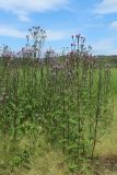 Cirsium arvense