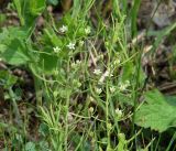 Thesium repens. Верхушки цветущих растений. Иркутская обл., Слюдянский р-н, окр. пос. Култук, смешанный лес. 24.05.2022.