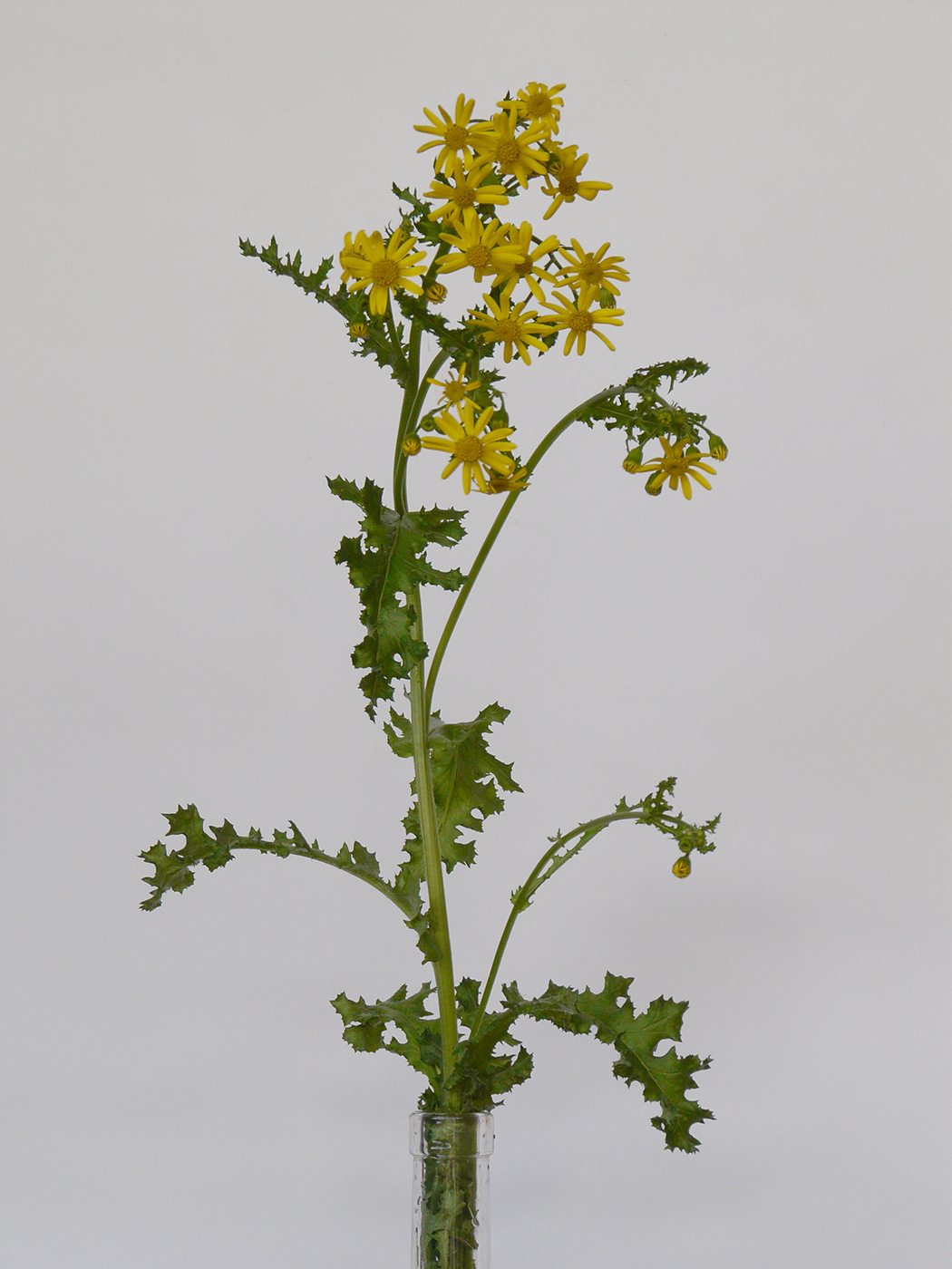 Image of Senecio vernalis specimen.