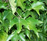 Смотреть изображение Parthenocissus tricuspidata