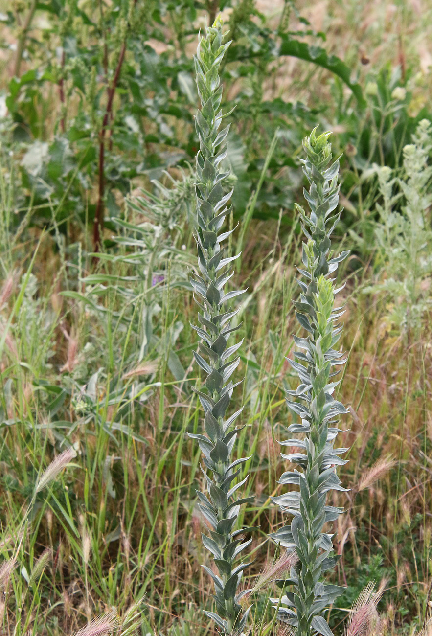 Image of Linaria genistifolia specimen.