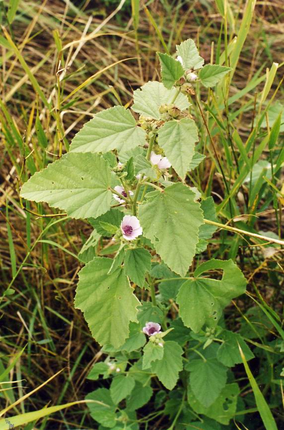 Изображение особи Althaea officinalis.