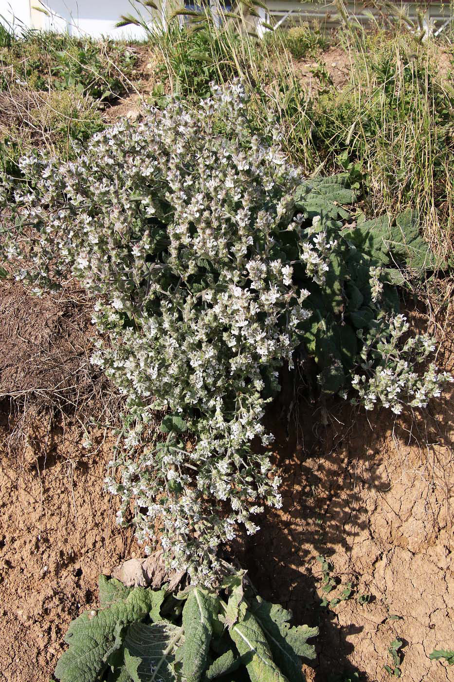 Image of Salvia aethiopis specimen.