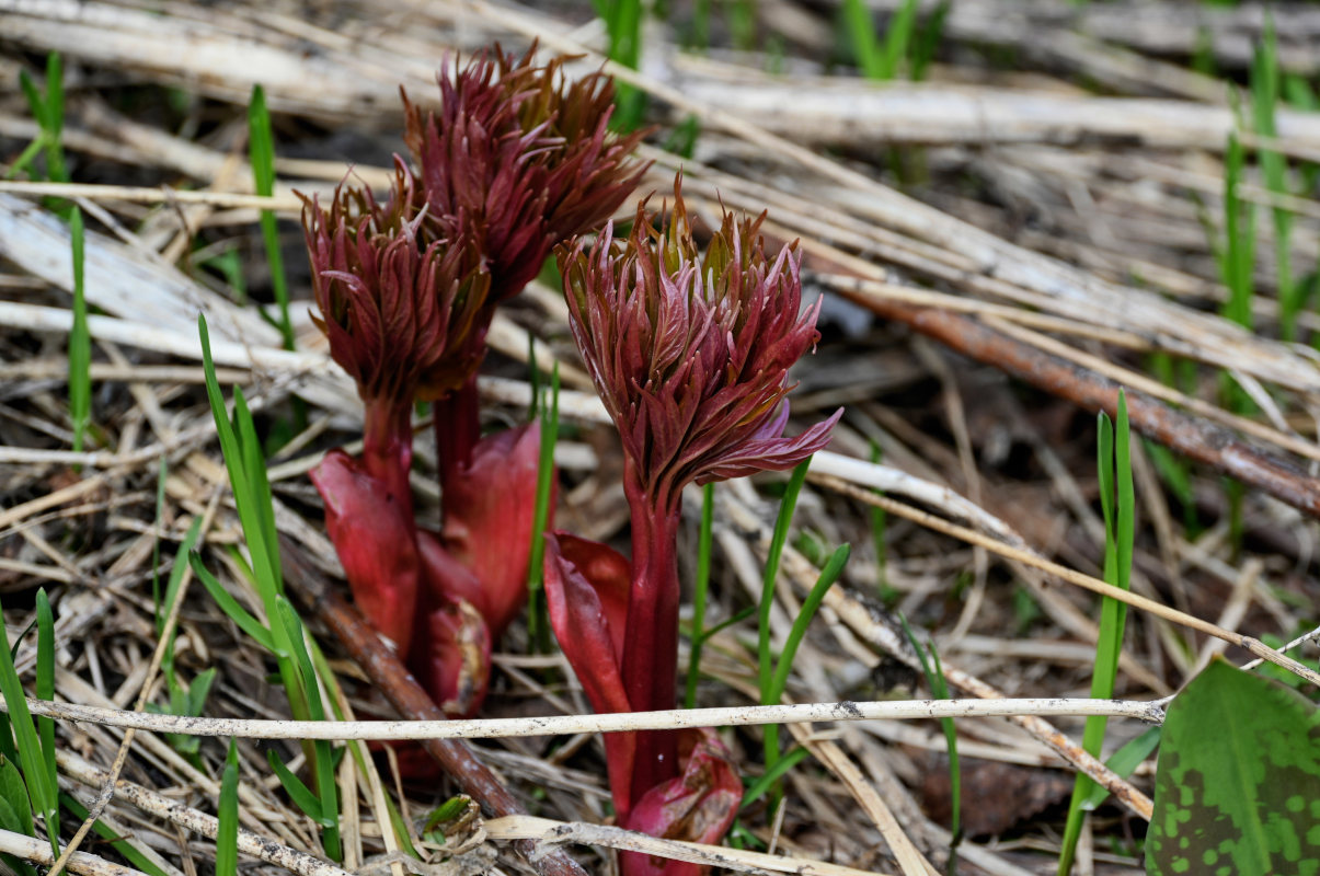 Image of Paeonia anomala specimen.