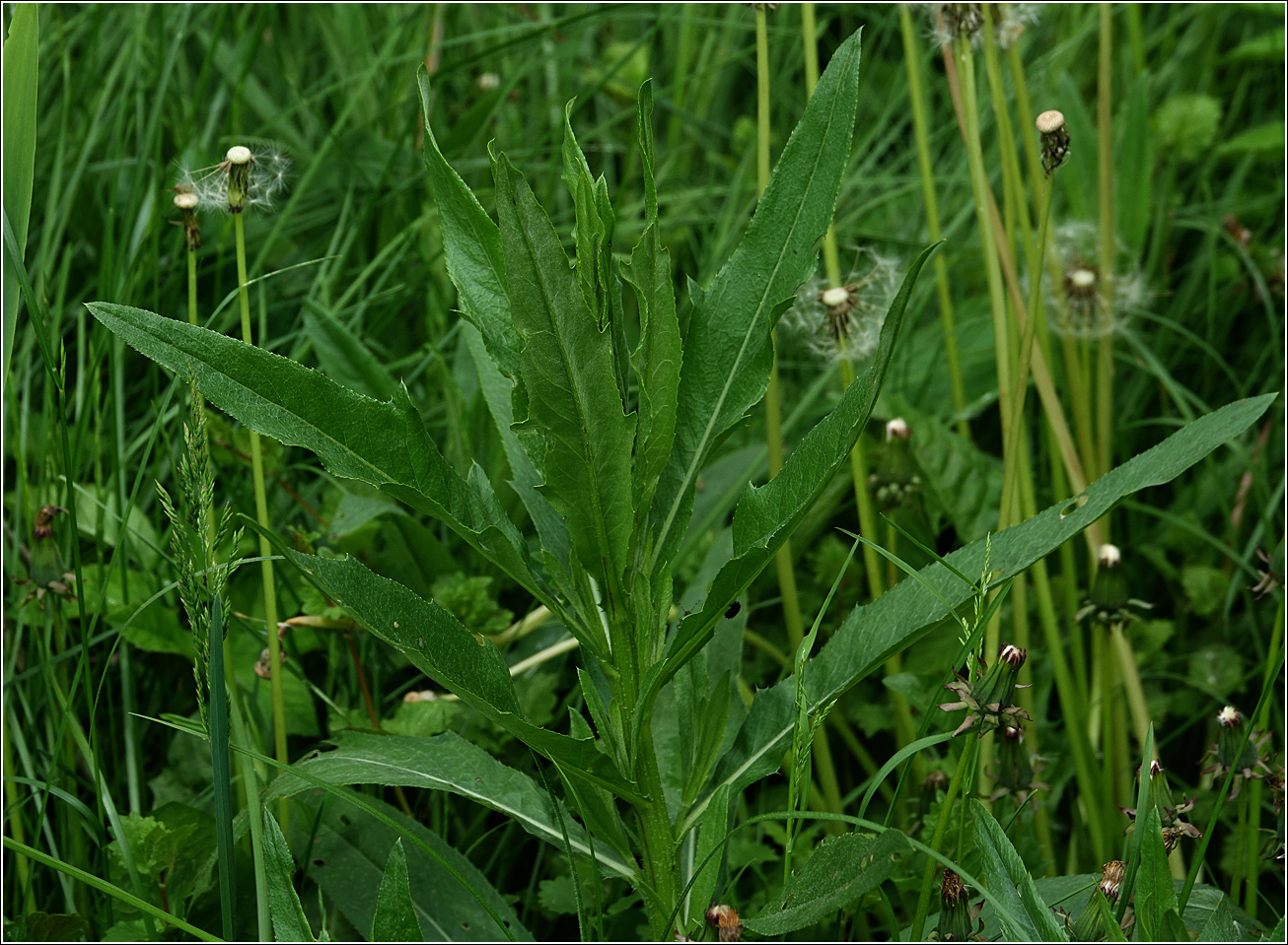 Изображение особи Cirsium setosum.