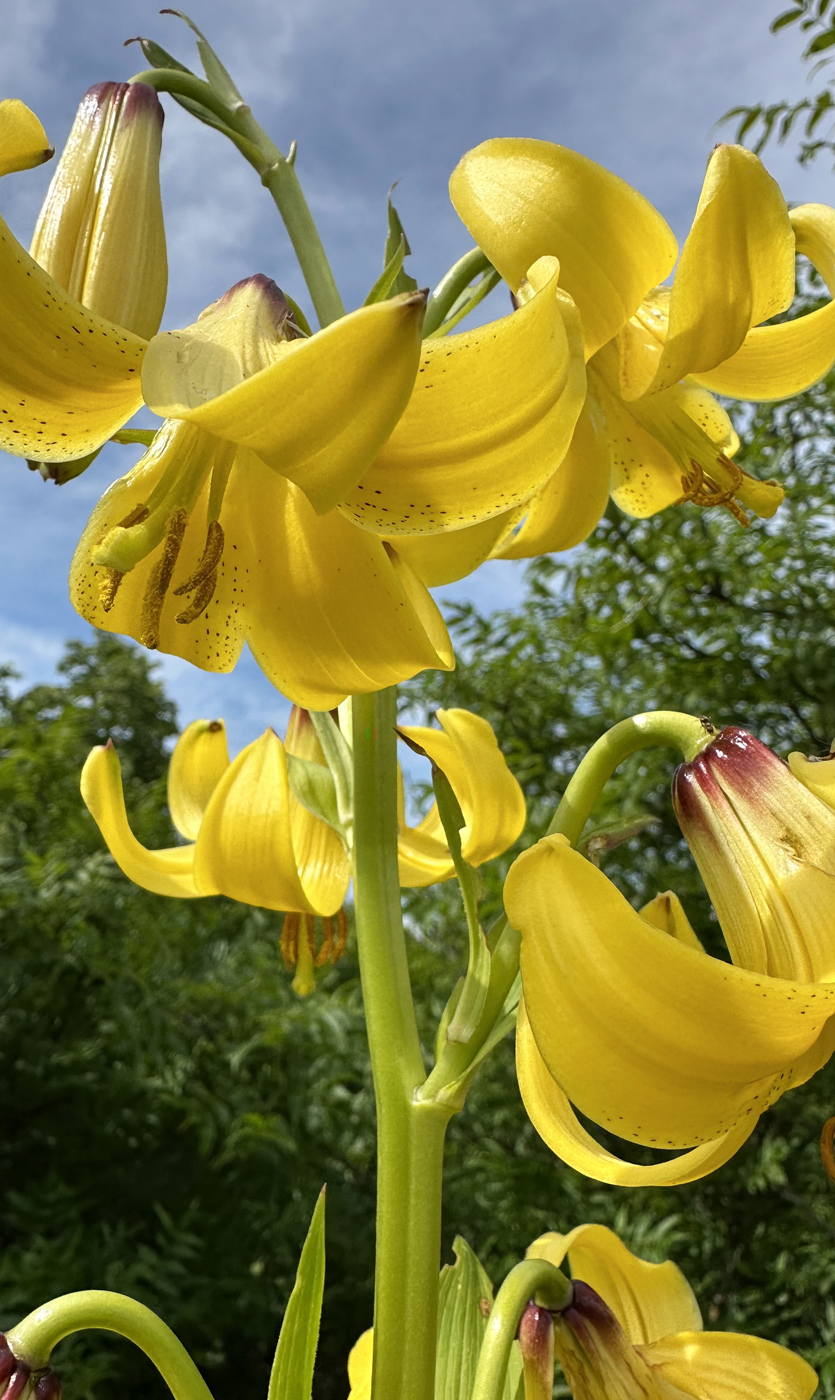 Image of Lilium monadelphum specimen.