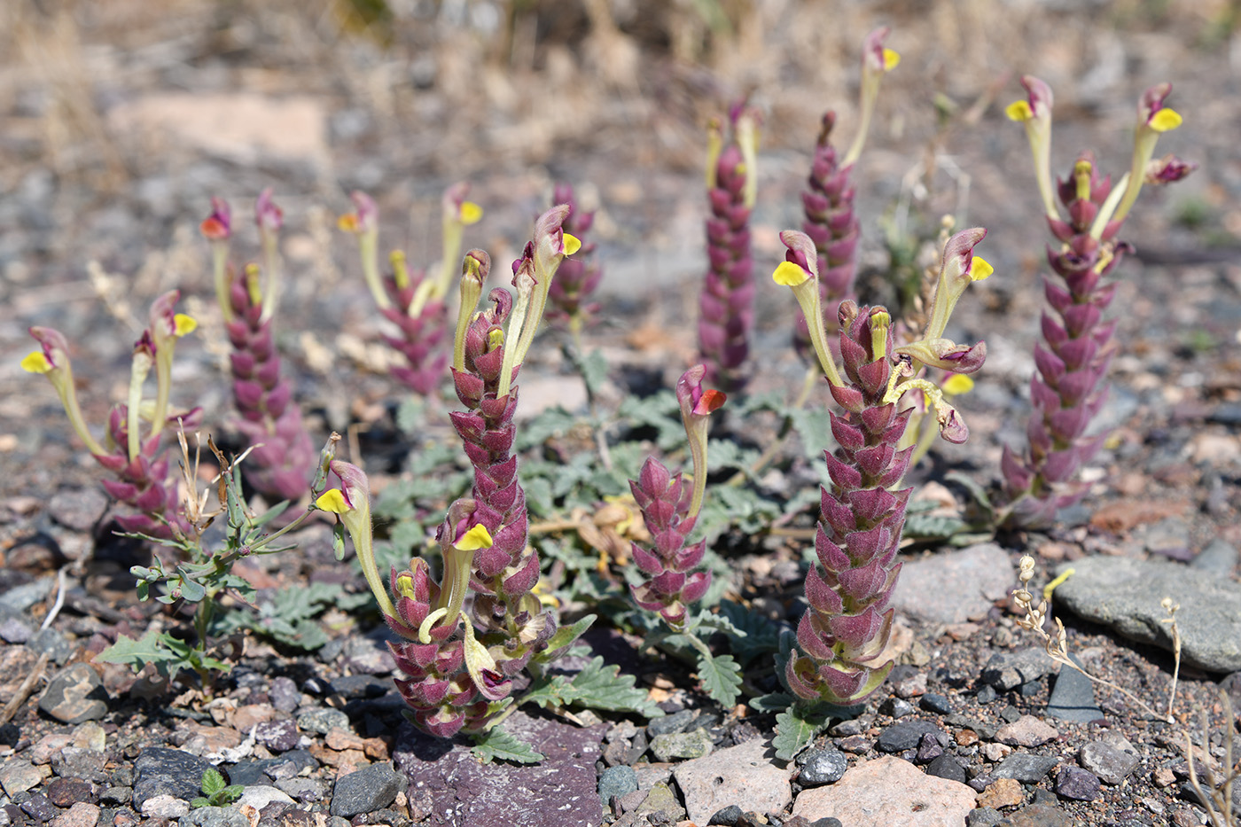 Image of Scutellaria sieversii specimen.