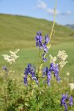 Aconitum nasutum. Верхушка цветущего растения. Чечня, Итум-Калинский р-н, окр. ур. Цамадой, выс. 2100 м н.у.м., луг на берегу озерца. 6 августа 2023 г.