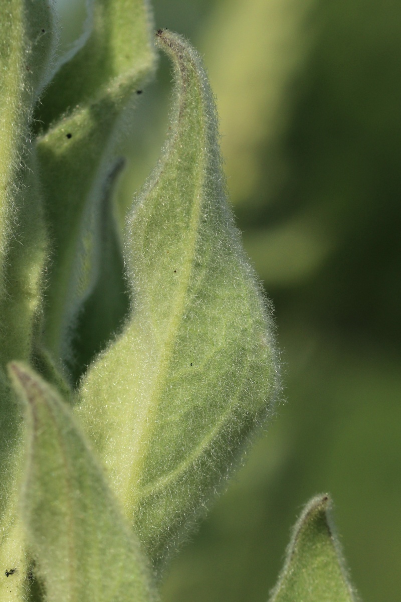 Image of Verbascum thapsus specimen.