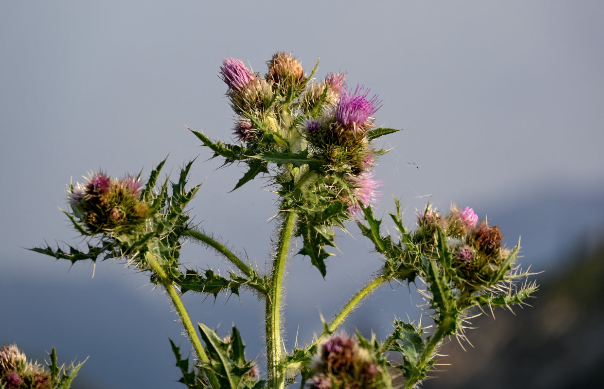 Изображение особи Cirsium polyacanthum.