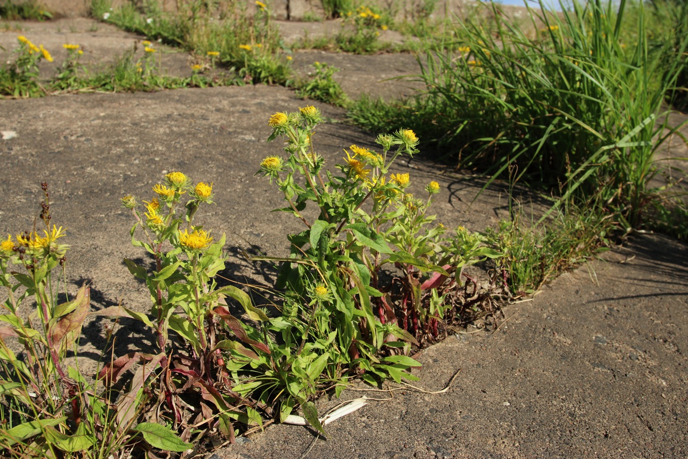 Image of Inula britannica specimen.