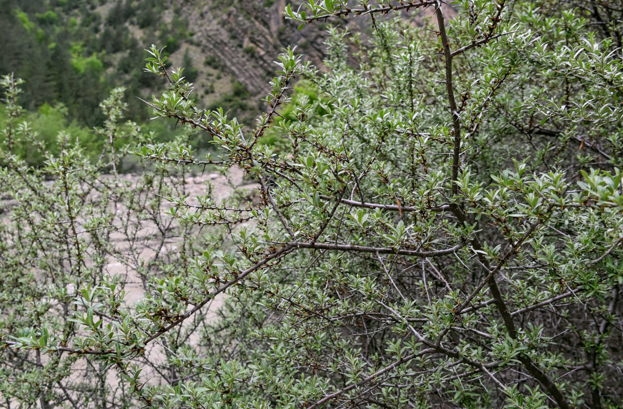 Image of Hippophae rhamnoides specimen.