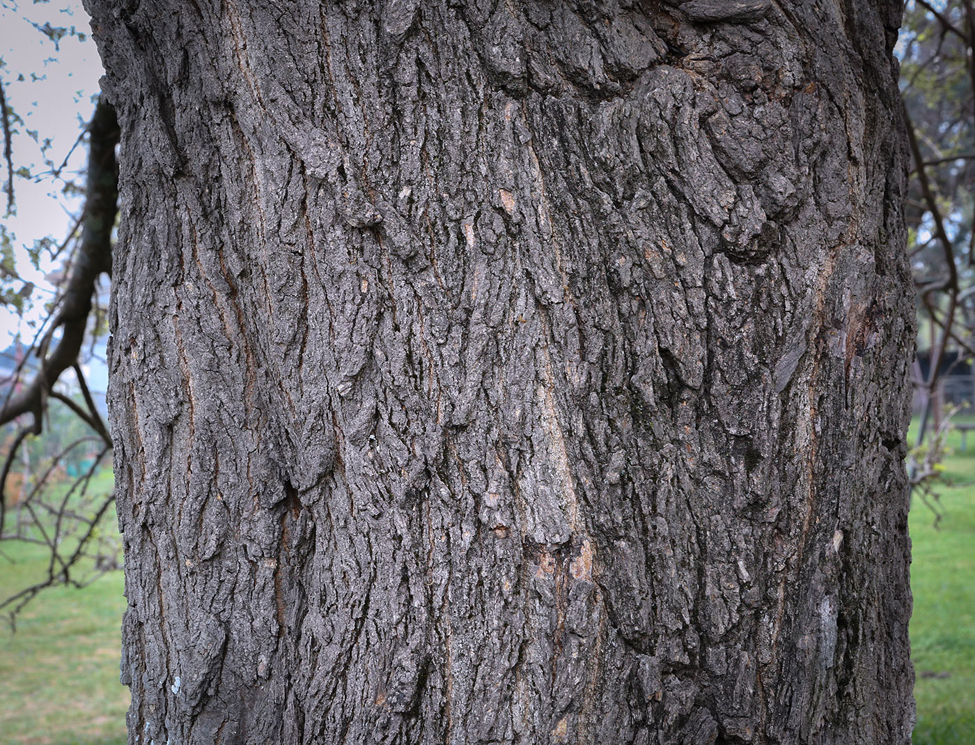 Image of Morus alba specimen.