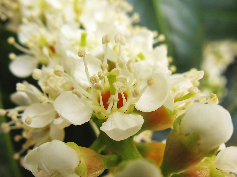 Image of Lauro-cerasus officinalis specimen.