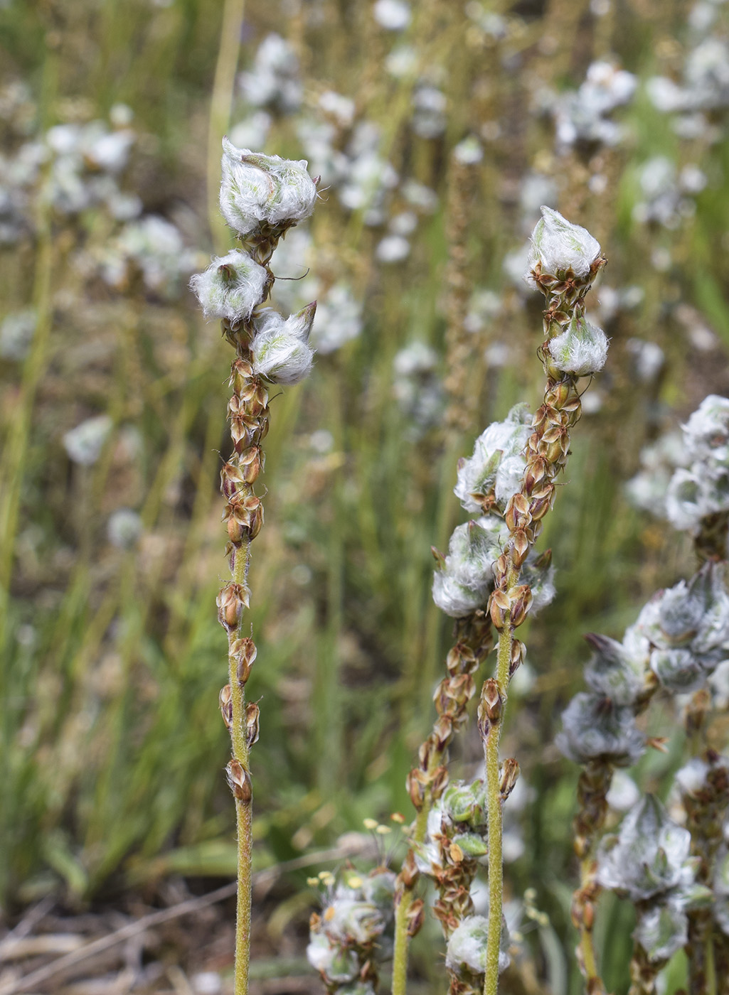 Изображение особи Plantago albicans.