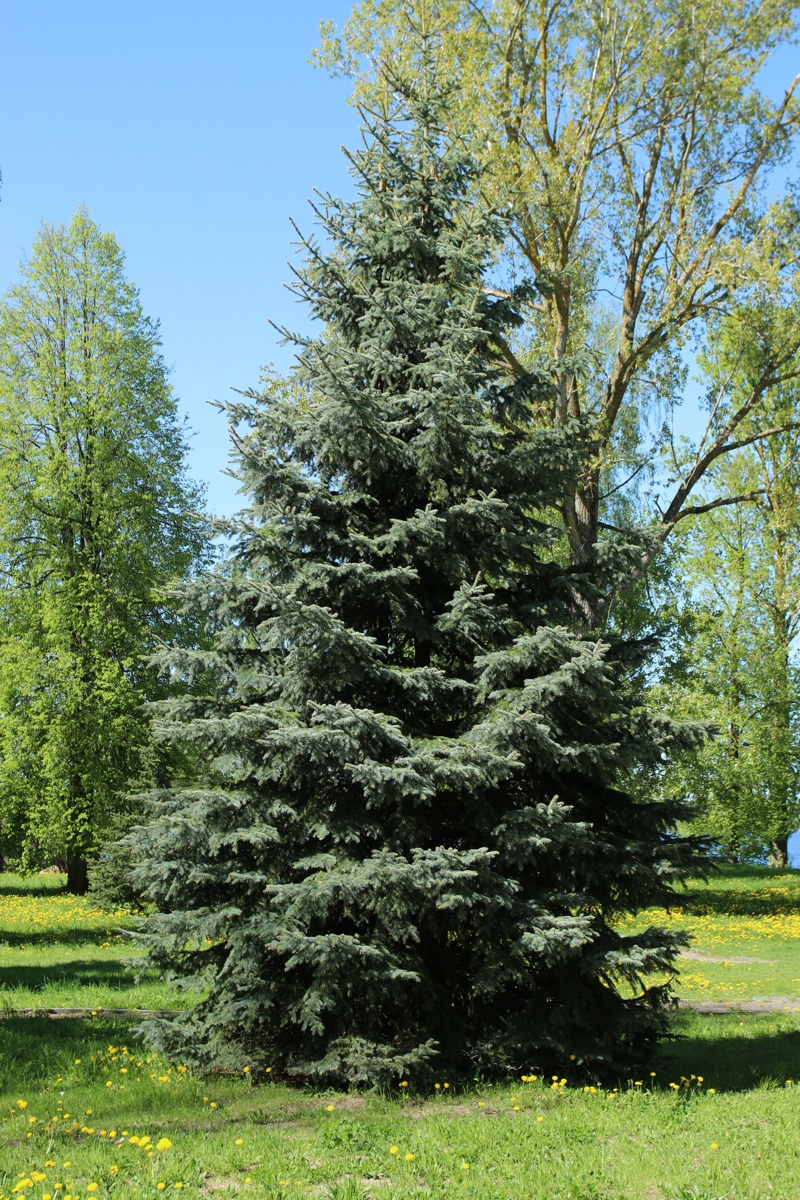 Изображение особи Picea pungens f. glauca.