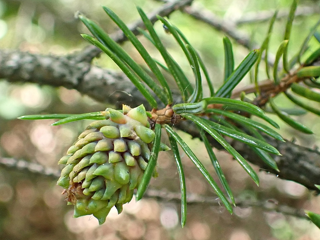 Image of Picea ajanensis specimen.