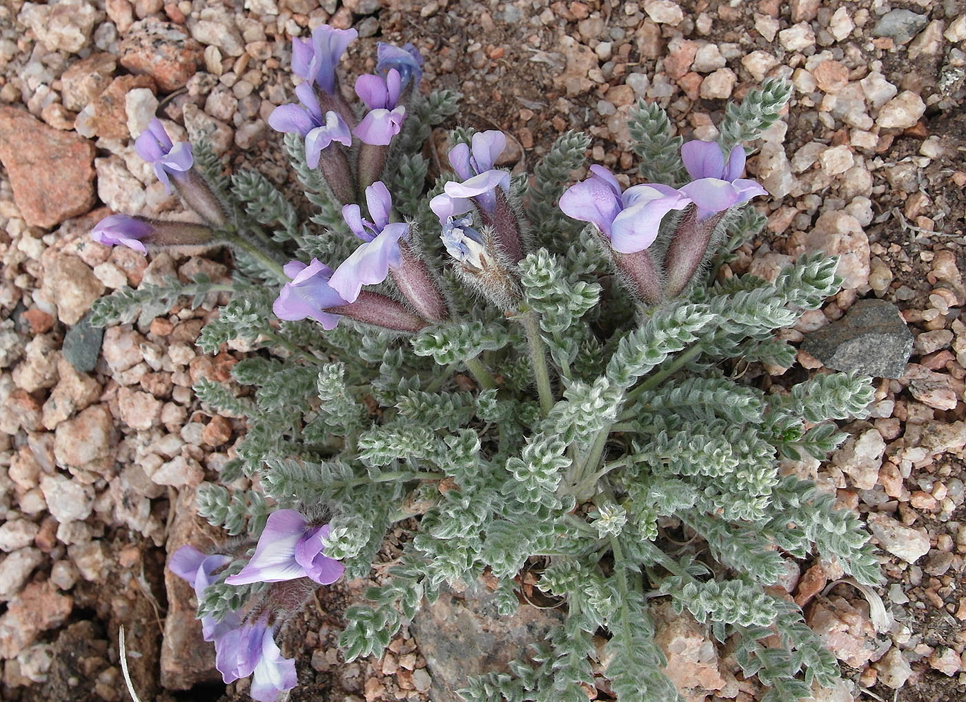 Изображение особи Oxytropis chionobia.