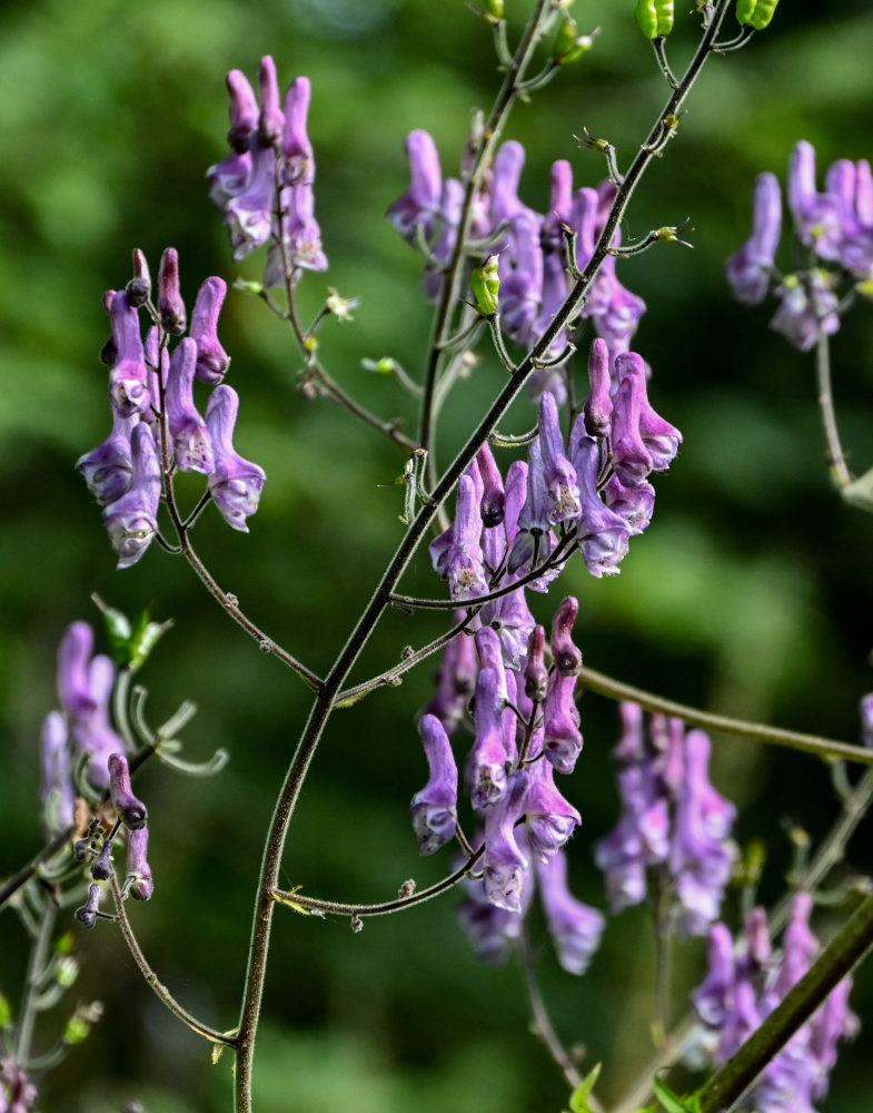 Изображение особи Aconitum septentrionale.