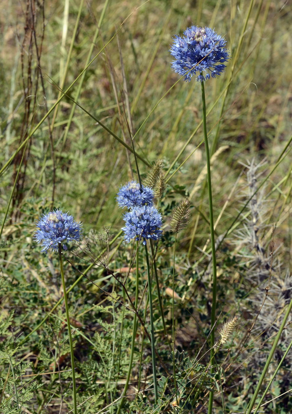 Image of Allium caeruleum specimen.