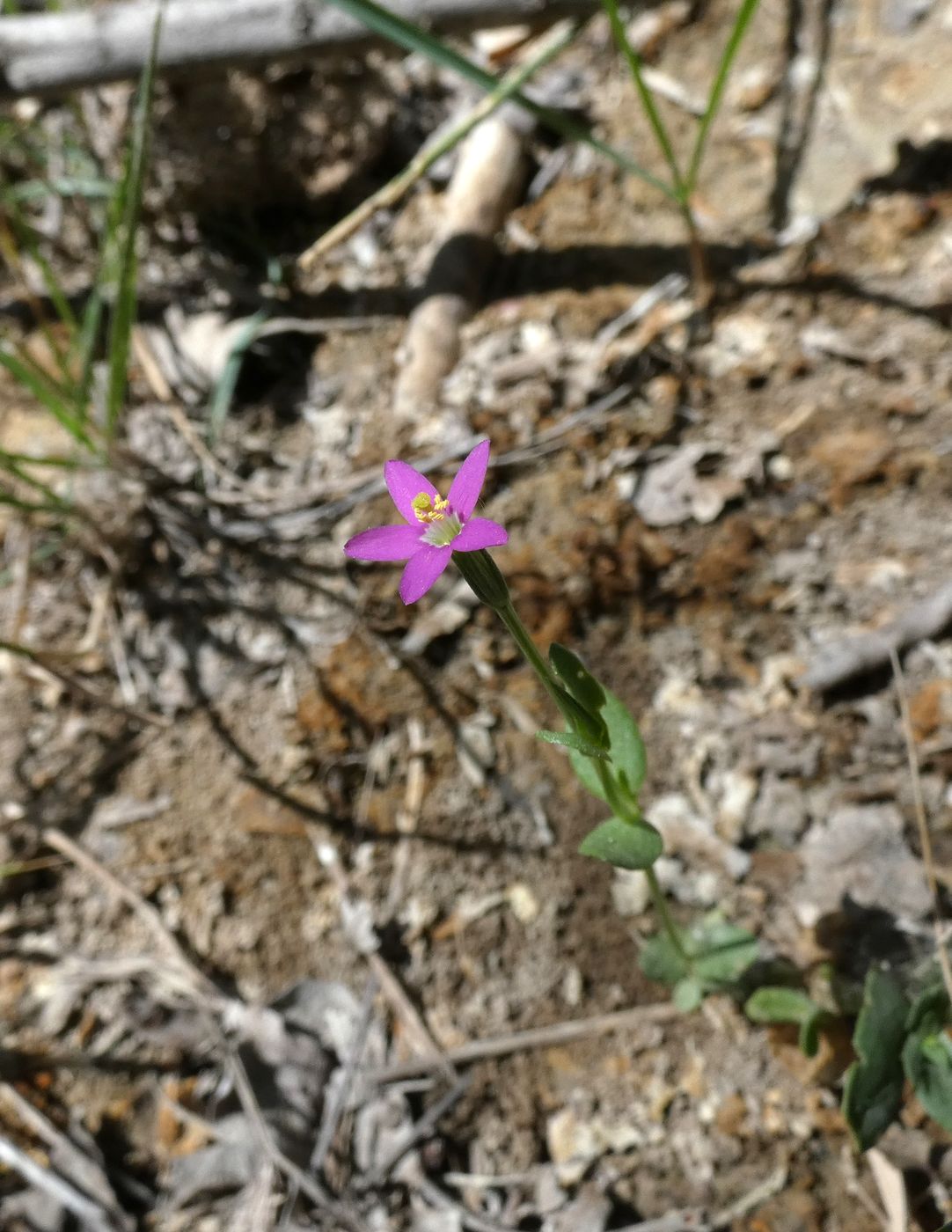 Изображение особи Centaurium pulchellum.