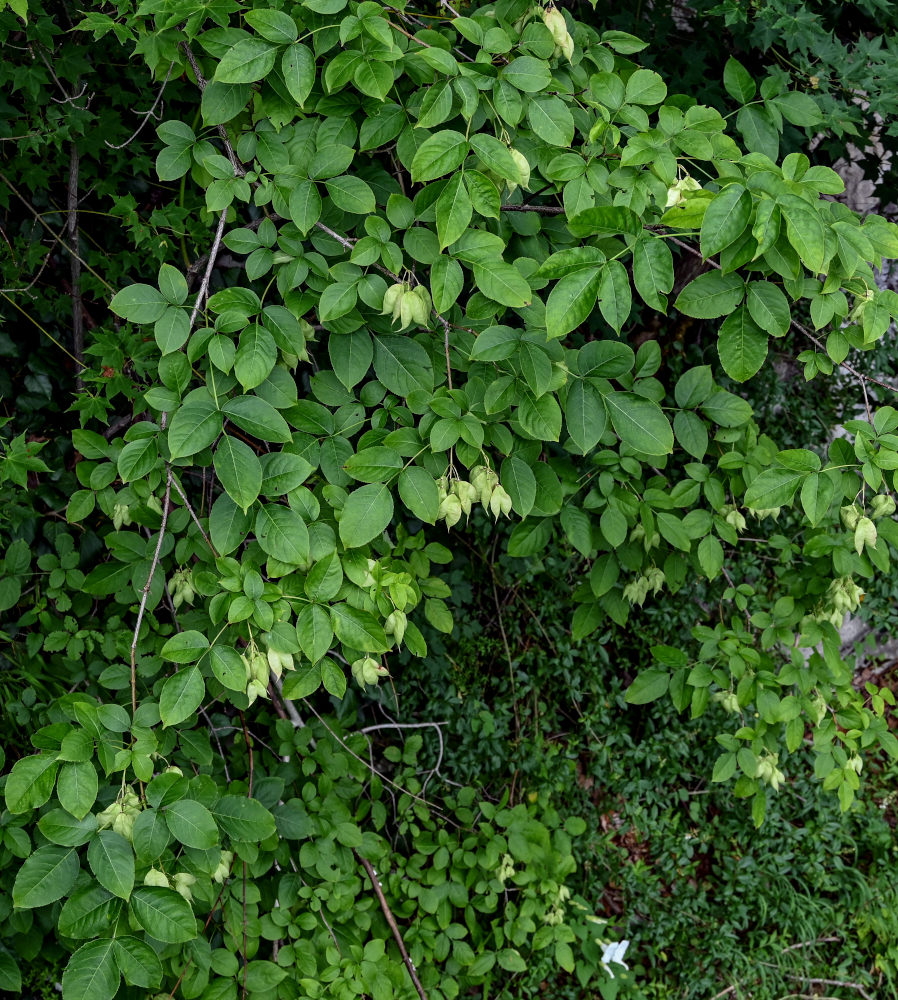 Image of Staphylea colchica specimen.