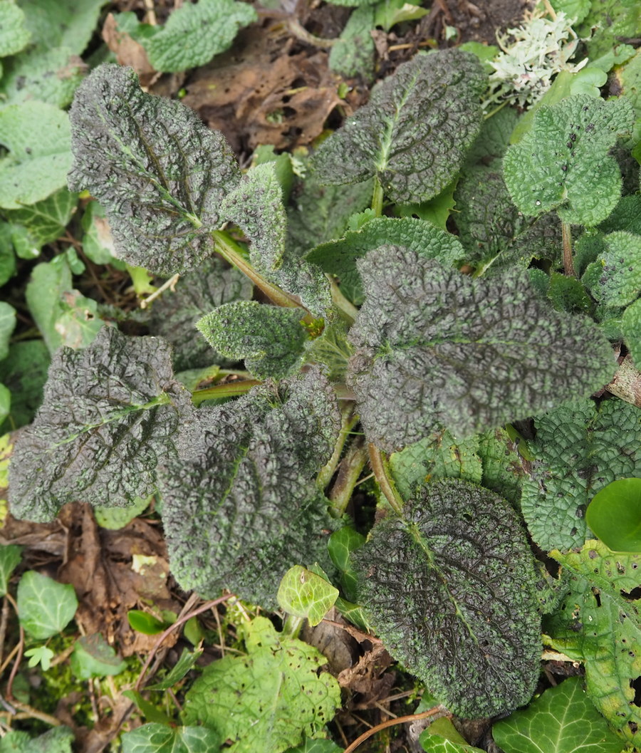 Image of Symphytum tauricum specimen.