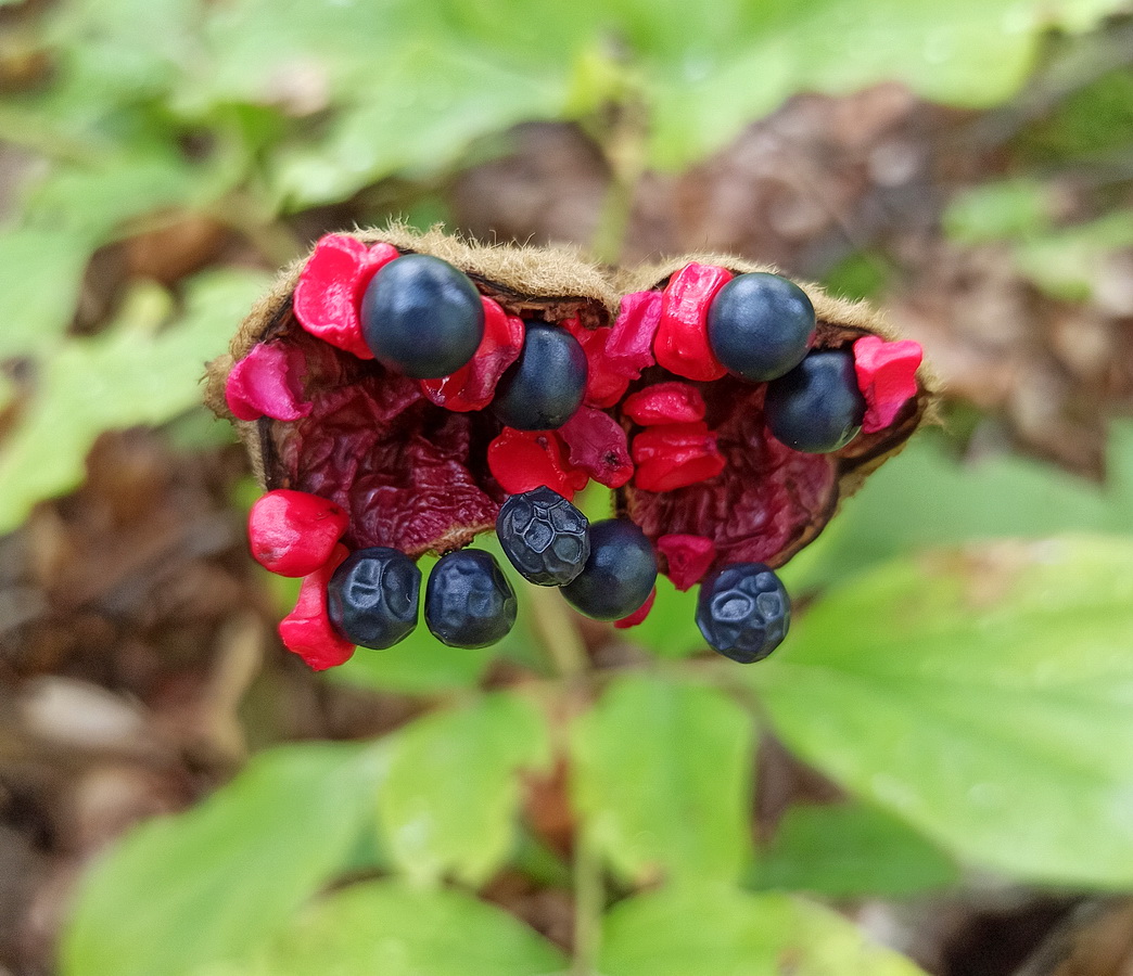 Image of genus Paeonia specimen.