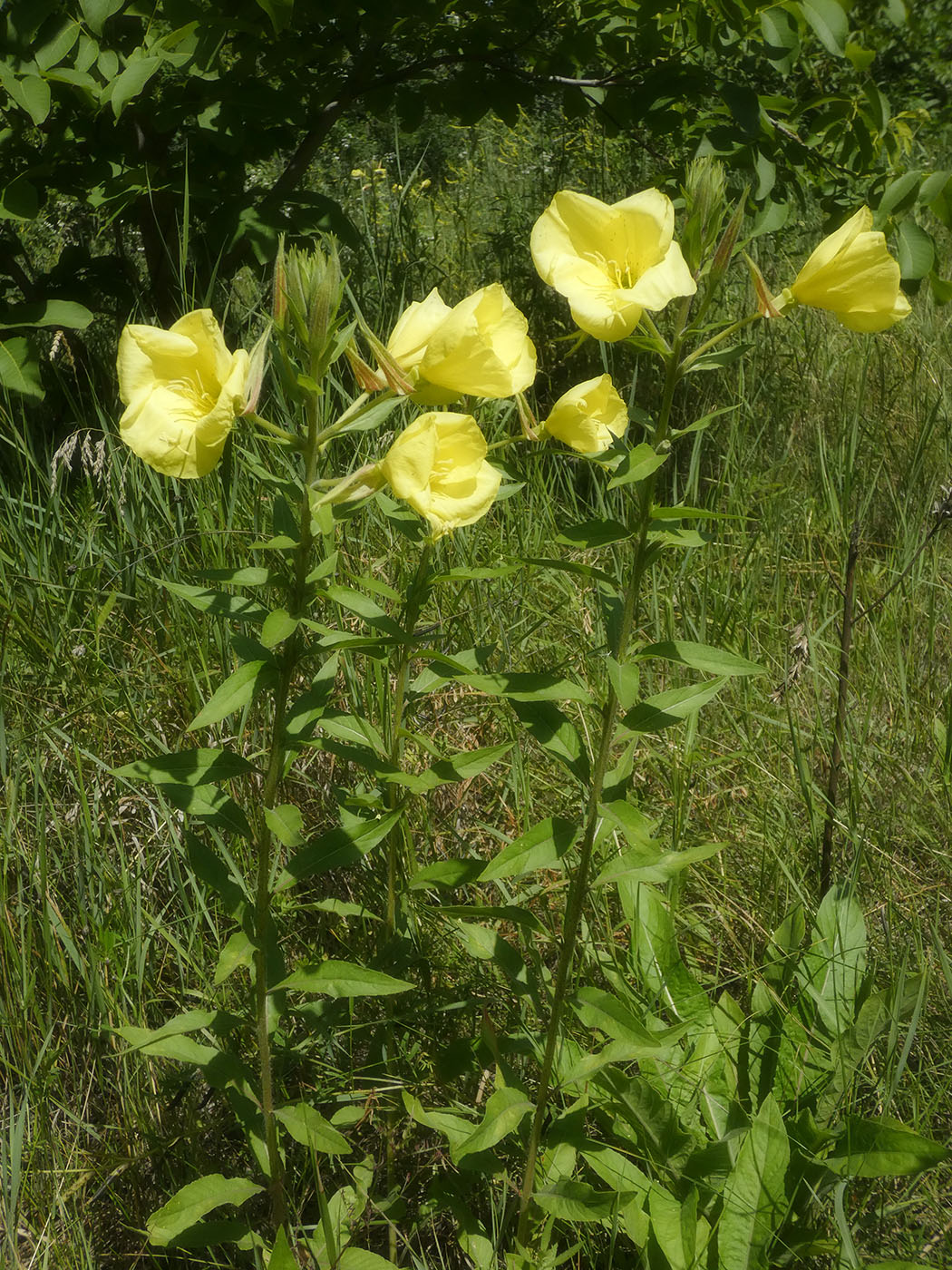 Image of Oenothera glazioviana specimen.