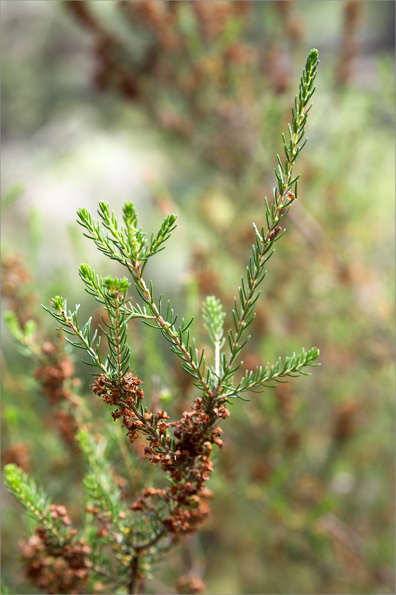 Image of Erica manipuliflora specimen.