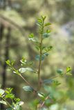 Capparis herbacea. Ветвь. Турция, пров. Анталья, р-н Кумлуджа, вдхр. Алакыр, высокий каменистый берег, сосновый лес (с Pinus brutia). 31.05.2024.