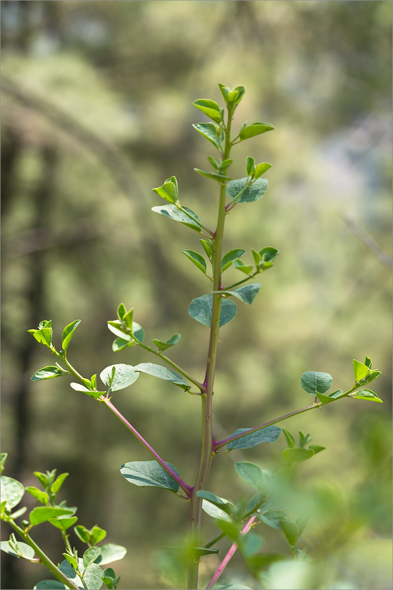 Изображение особи Capparis herbacea.