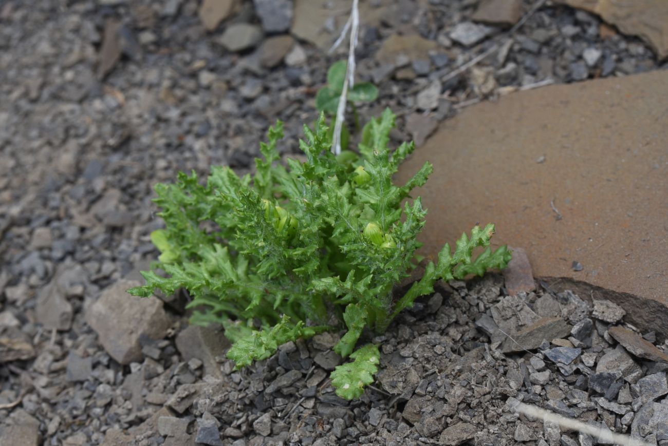 Image of Senecio sosnovskyi specimen.