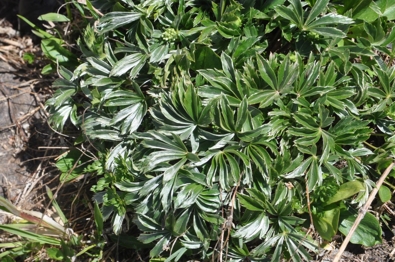 Image of Anemonastrum speciosum specimen.